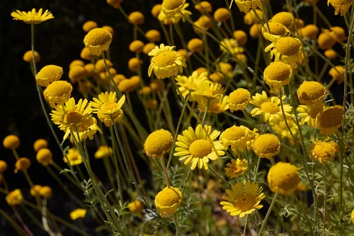 This nature photograph captures a vibrant patch of Dyer's Chamomile in full bloom, with dense clusters of yellow flowers and green plants standing tall under the bright afternoon sun. Taken in the middle of summer, the image highlights the lively scene and the healthy growth typical of this season, as the flowers present both fully open and budding forms. The photograph focuses on the natural beauty of the Dyer's Chamomile patch, where the interplay of sunlight accentuates the vivid yellow tones of the flowers and the detailed textures of the plants.